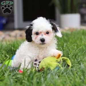 Jordan, Cavapoo Puppy